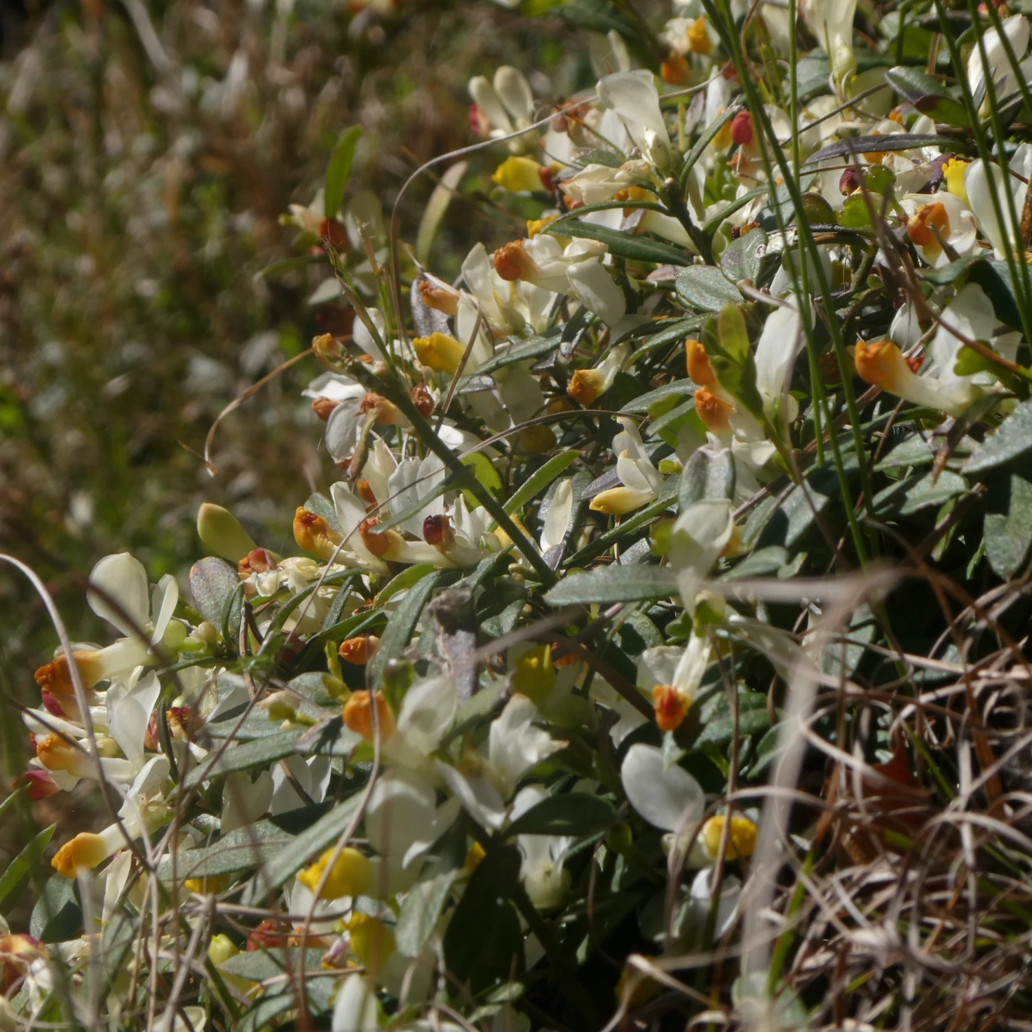 FuturePlanter Buchsblättrige Kreuzblume (Polygala Chamaebuxus) Alle Pflanzen Im Shop 8 FuturePlanter Buchsblättrige Kreuzblume (Polygala Chamaebuxus) Alle Pflanzen Im Shop