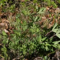 FuturePlanter Wald-Labkraut (Galium Sylvaticum) 10 FuturePlanter Wald-Labkraut (Galium Sylvaticum)