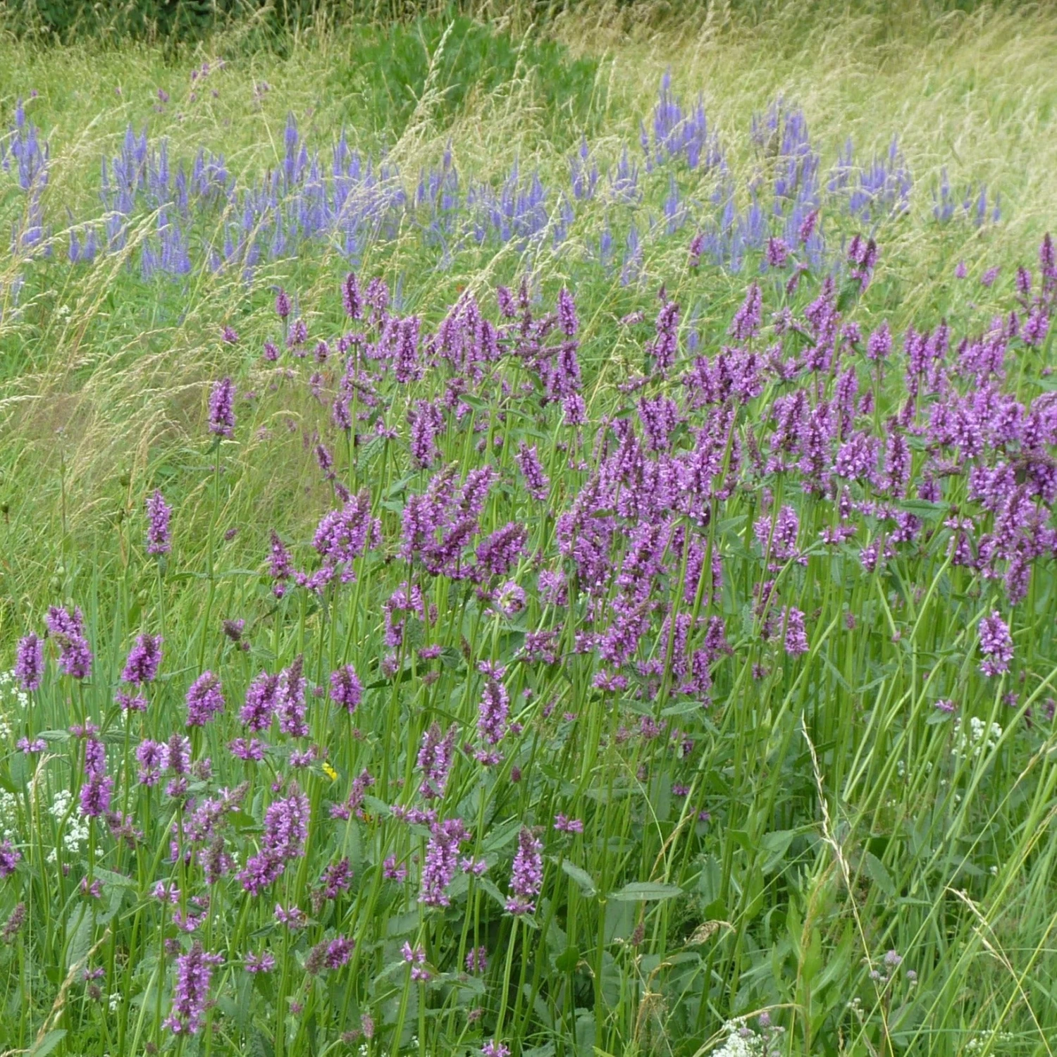 FuturePlanter Ähriger Ehrenpreis (Pseudolysimachion Spicatum) 8 FuturePlanter Ähriger Ehrenpreis (Pseudolysimachion Spicatum)