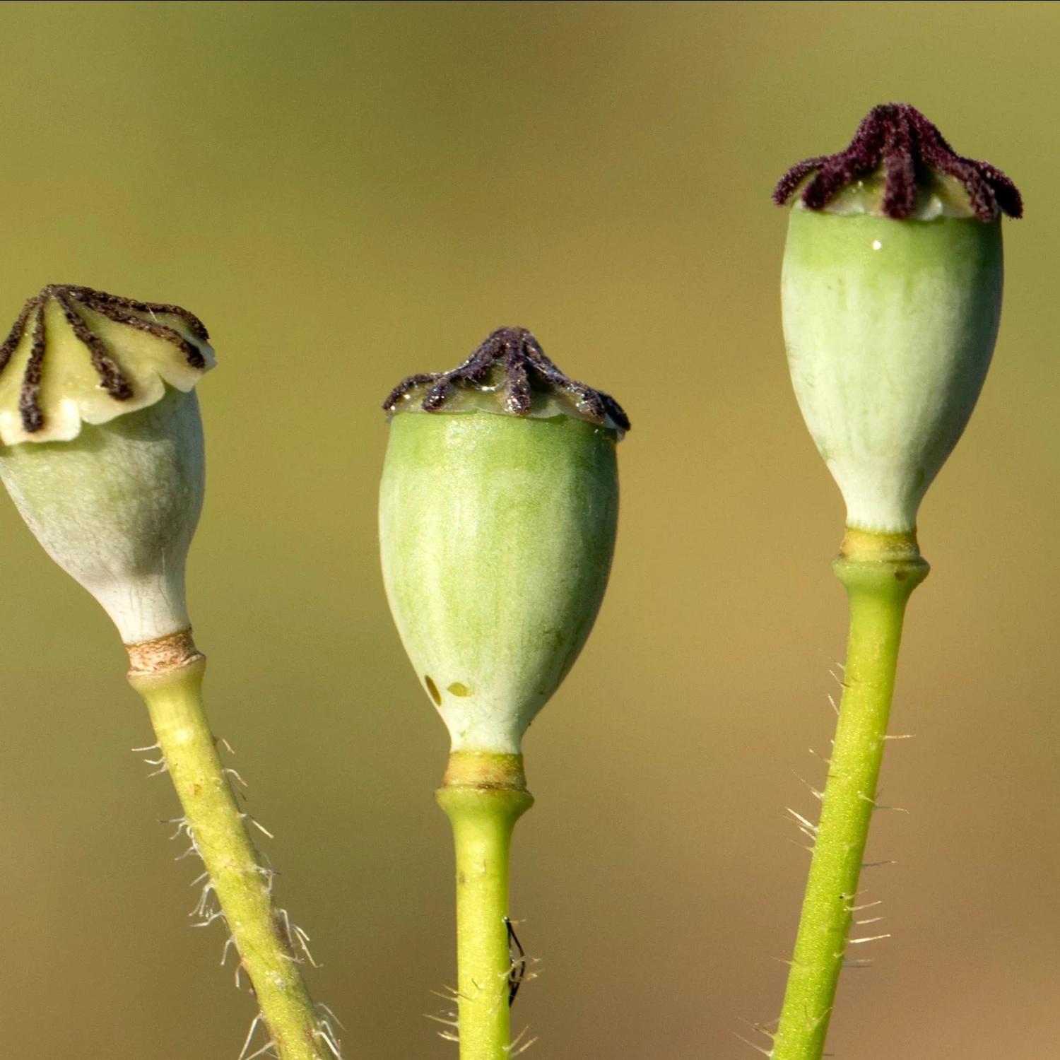 FuturePlanter Klatschmohn (Papaver Rhoeas) 4 FuturePlanter Klatschmohn (Papaver Rhoeas)