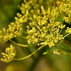 FuturePlanter Pastinak (Pastinaca Sativa) 10 FuturePlanter Pastinak (Pastinaca Sativa)