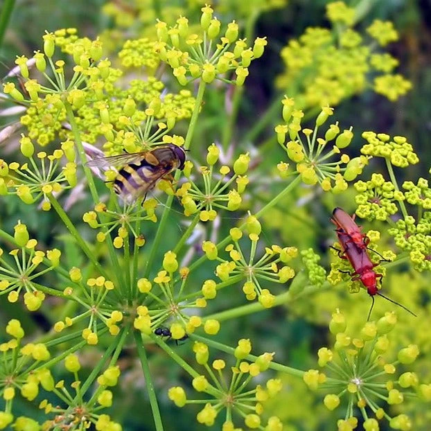 FuturePlanter Pastinak (Pastinaca Sativa) 5 FuturePlanter Pastinak (Pastinaca Sativa)