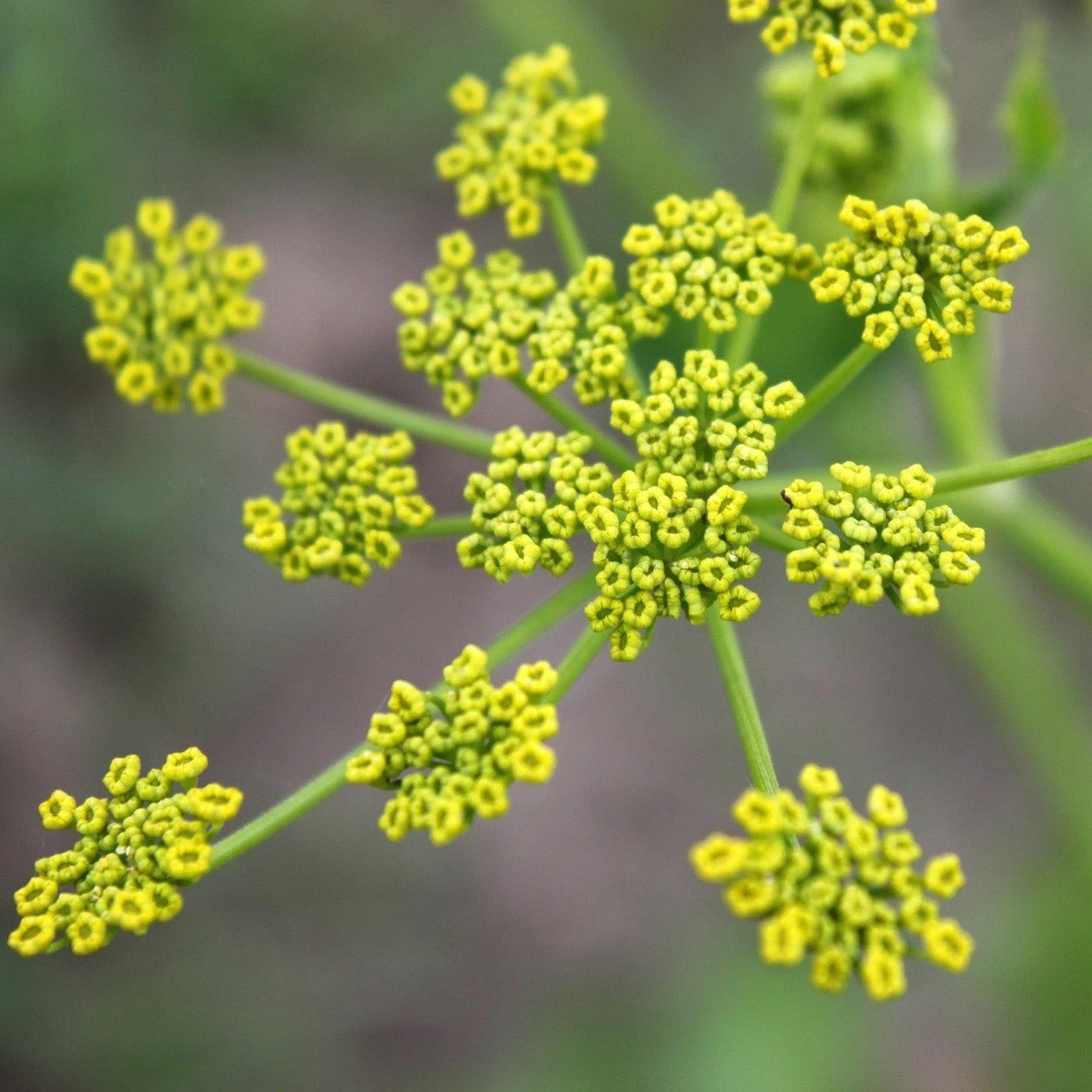 FuturePlanter Pastinak (Pastinaca Sativa) 4 FuturePlanter Pastinak (Pastinaca Sativa)