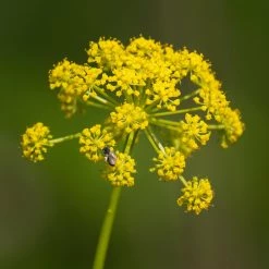 FuturePlanter Pastinak (Pastinaca Sativa)