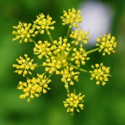 FuturePlanter Pastinak (Pastinaca Sativa)