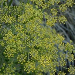 FuturePlanter Pastinak (Pastinaca Sativa) 14 FuturePlanter Pastinak (Pastinaca Sativa)