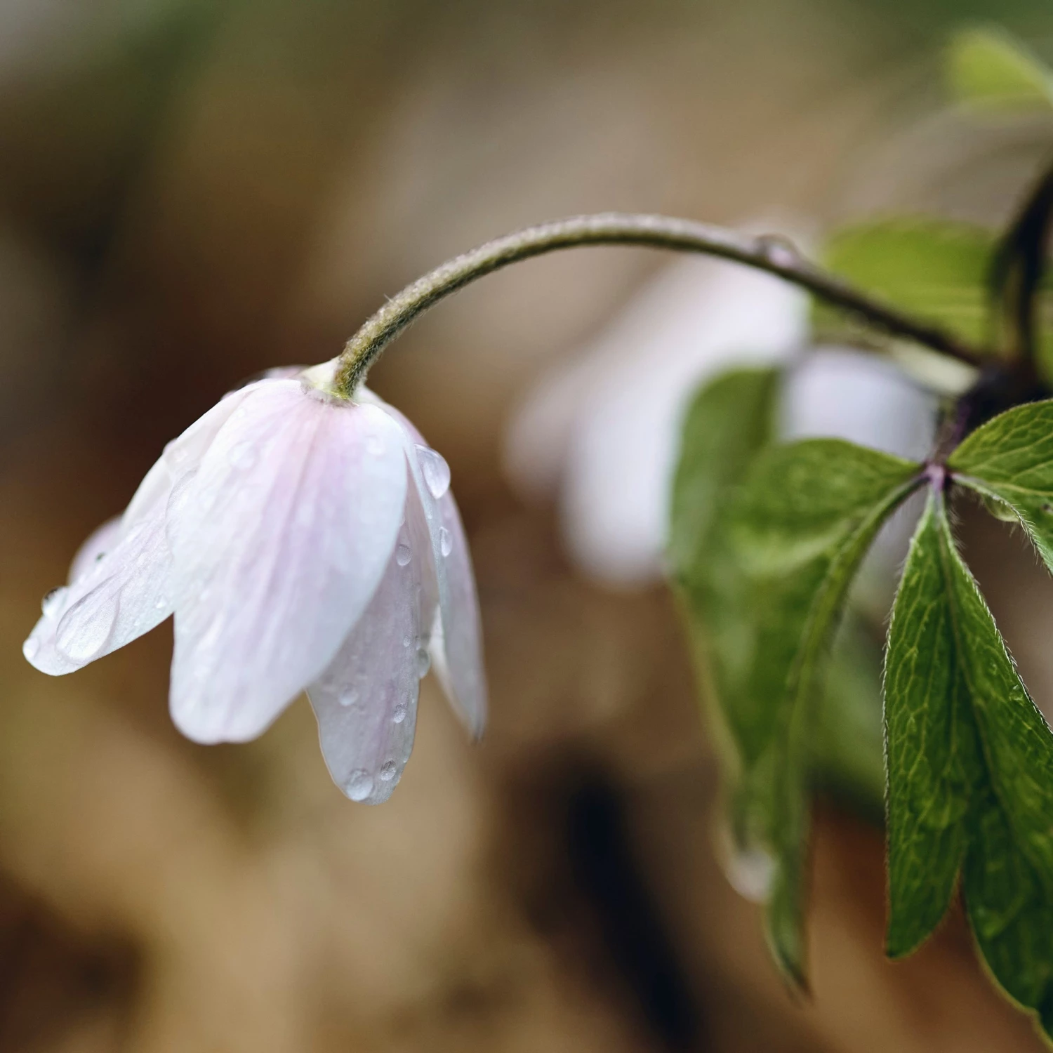 FuturePlanter Buschwindröschen (Anemone Nemorosa) 7 FuturePlanter Buschwindröschen (Anemone Nemorosa)