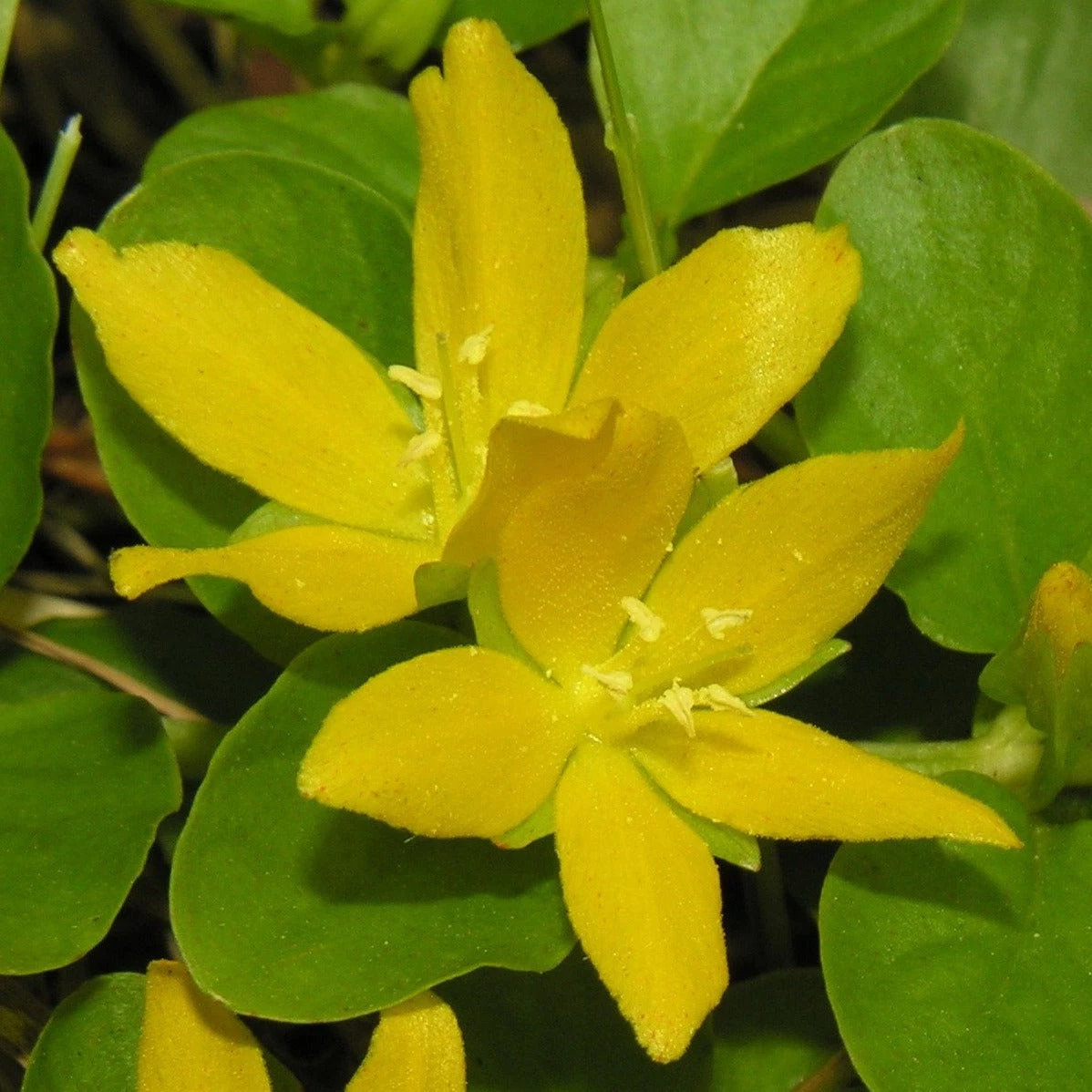 FuturePlanter Alle Pflanzen Im Shop Pfennigkraut (Lysimachia Nummularia) 1 FuturePlanter Alle Pflanzen Im Shop Pfennigkraut (Lysimachia Nummularia)