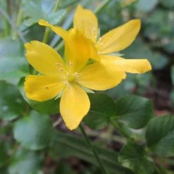 FuturePlanter Alle Pflanzen Im Shop Pfennigkraut (Lysimachia Nummularia)