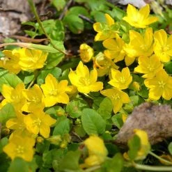 FuturePlanter Alle Pflanzen Im Shop Pfennigkraut (Lysimachia Nummularia) 10 FuturePlanter Alle Pflanzen Im Shop Pfennigkraut (Lysimachia Nummularia)