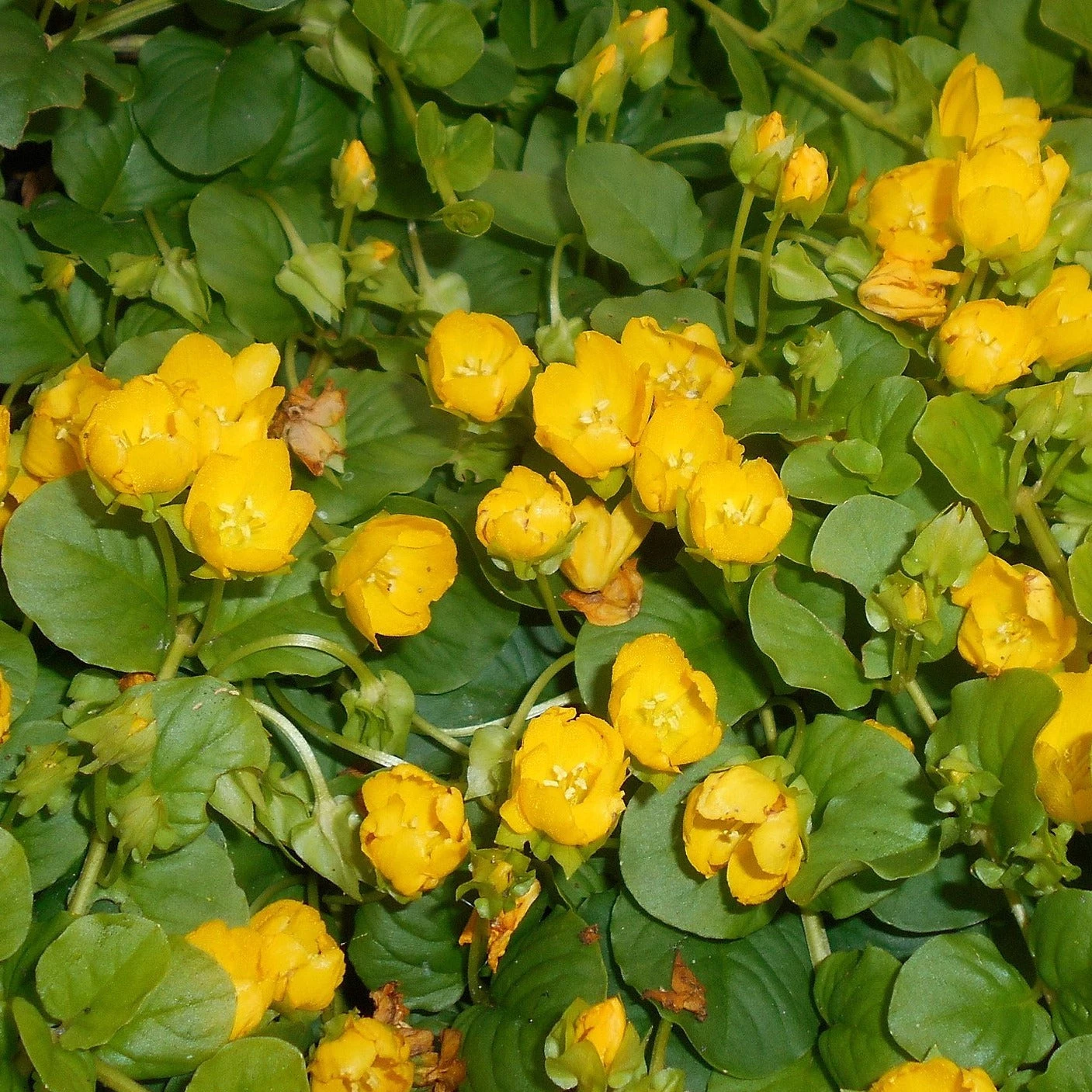 FuturePlanter Alle Pflanzen Im Shop Pfennigkraut (Lysimachia Nummularia) 4 FuturePlanter Alle Pflanzen Im Shop Pfennigkraut (Lysimachia Nummularia)
