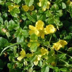 FuturePlanter Alle Pflanzen Im Shop Pfennigkraut (Lysimachia Nummularia) 14 FuturePlanter Alle Pflanzen Im Shop Pfennigkraut (Lysimachia Nummularia)