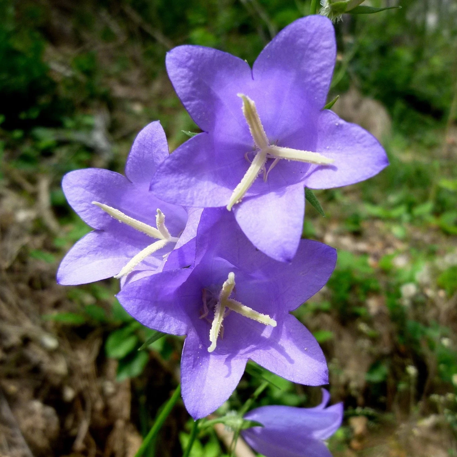 FuturePlanter Alle Pflanzen Im Shop Pfirsichblättrige Glockenblume (Campanula Persicifolia) 6 FuturePlanter Alle Pflanzen Im Shop Pfirsichblättrige Glockenblume (Campanula Persicifolia)