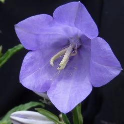 FuturePlanter Alle Pflanzen Im Shop Pfirsichblättrige Glockenblume (Campanula Persicifolia)