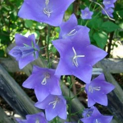 FuturePlanter Alle Pflanzen Im Shop Pfirsichblättrige Glockenblume (Campanula Persicifolia) 10 FuturePlanter Alle Pflanzen Im Shop Pfirsichblättrige Glockenblume (Campanula Persicifolia)