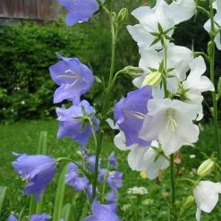 FuturePlanter Alle Pflanzen Im Shop Pfirsichblättrige Glockenblume (Campanula Persicifolia) 15 FuturePlanter Alle Pflanzen Im Shop Pfirsichblättrige Glockenblume (Campanula Persicifolia)
