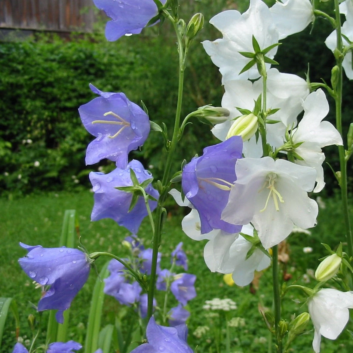 FuturePlanter Alle Pflanzen Im Shop Pfirsichblättrige Glockenblume (Campanula Persicifolia) 8 FuturePlanter Alle Pflanzen Im Shop Pfirsichblättrige Glockenblume (Campanula Persicifolia)