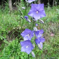 FuturePlanter Alle Pflanzen Im Shop Pfirsichblättrige Glockenblume (Campanula Persicifolia) 14 FuturePlanter Alle Pflanzen Im Shop Pfirsichblättrige Glockenblume (Campanula Persicifolia)
