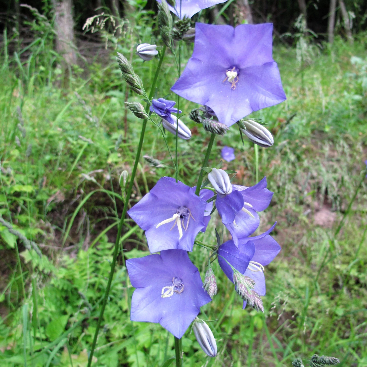 FuturePlanter Alle Pflanzen Im Shop Pfirsichblättrige Glockenblume (Campanula Persicifolia) 7 FuturePlanter Alle Pflanzen Im Shop Pfirsichblättrige Glockenblume (Campanula Persicifolia)