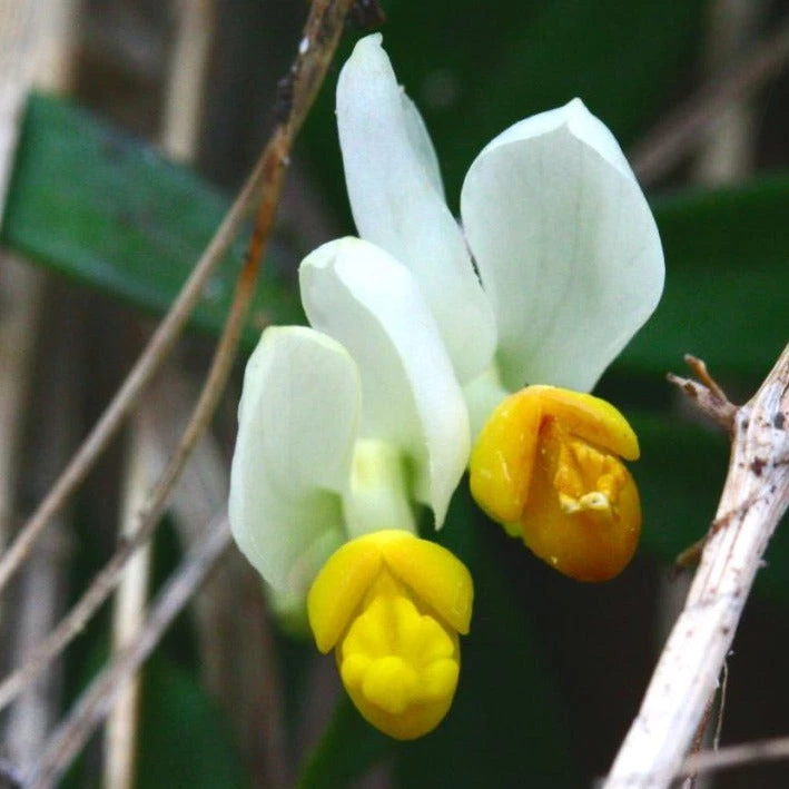 FuturePlanter Buchsblättrige Kreuzblume (Polygala Chamaebuxus) Alle Pflanzen Im Shop 5 FuturePlanter Buchsblättrige Kreuzblume (Polygala Chamaebuxus) Alle Pflanzen Im Shop