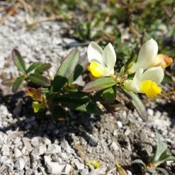 FuturePlanter Buchsblättrige Kreuzblume (Polygala Chamaebuxus) Alle Pflanzen Im Shop 11 FuturePlanter Buchsblättrige Kreuzblume (Polygala Chamaebuxus) Alle Pflanzen Im Shop