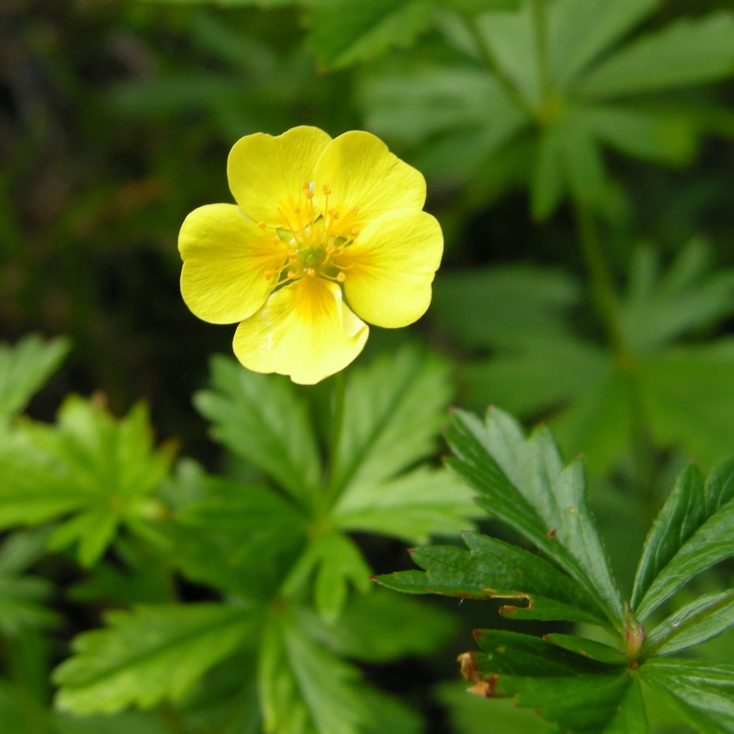 FuturePlanter Alle Pflanzen Im Shop Blutwurz (Potentilla Erecta) 5 FuturePlanter Alle Pflanzen Im Shop Blutwurz (Potentilla Erecta)