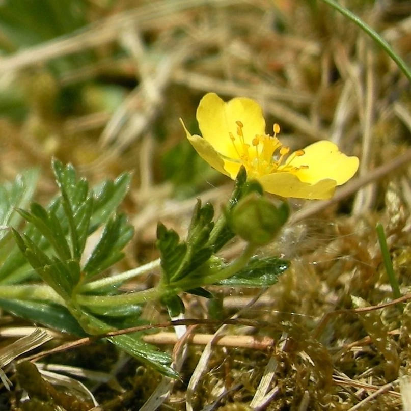 FuturePlanter Alle Pflanzen Im Shop Blutwurz (Potentilla Erecta) 7 FuturePlanter Alle Pflanzen Im Shop Blutwurz (Potentilla Erecta)