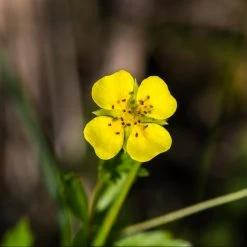 FuturePlanter Alle Pflanzen Im Shop Blutwurz (Potentilla Erecta)