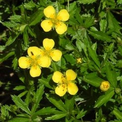 FuturePlanter Alle Pflanzen Im Shop Blutwurz (Potentilla Erecta) 11 FuturePlanter Alle Pflanzen Im Shop Blutwurz (Potentilla Erecta)