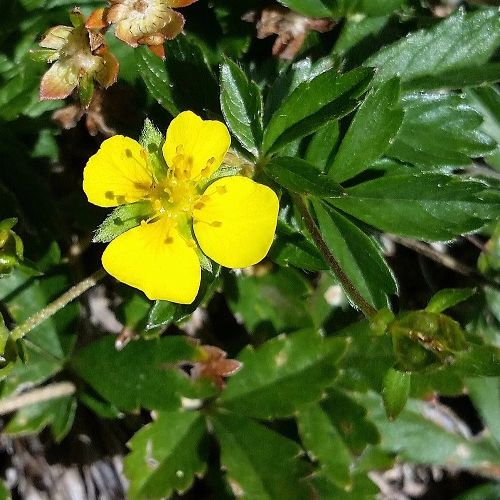FuturePlanter Alle Pflanzen Im Shop Blutwurz (Potentilla Erecta) 6 FuturePlanter Alle Pflanzen Im Shop Blutwurz (Potentilla Erecta)