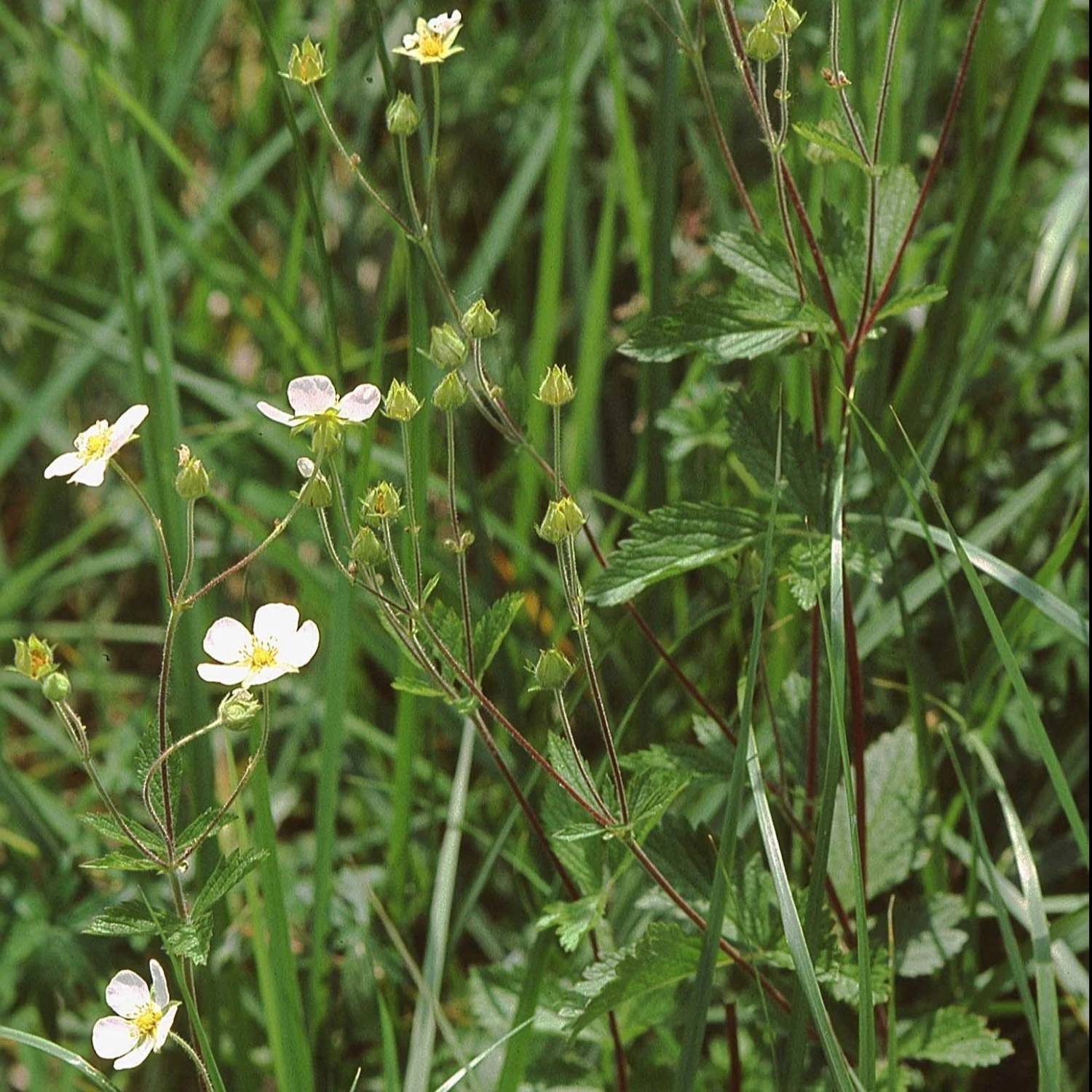 FuturePlanter Felsen-Fingerkraut (Potentilla Rupestris) Alle Pflanzen Im Shop 5 FuturePlanter Felsen-Fingerkraut (Potentilla Rupestris) Alle Pflanzen Im Shop