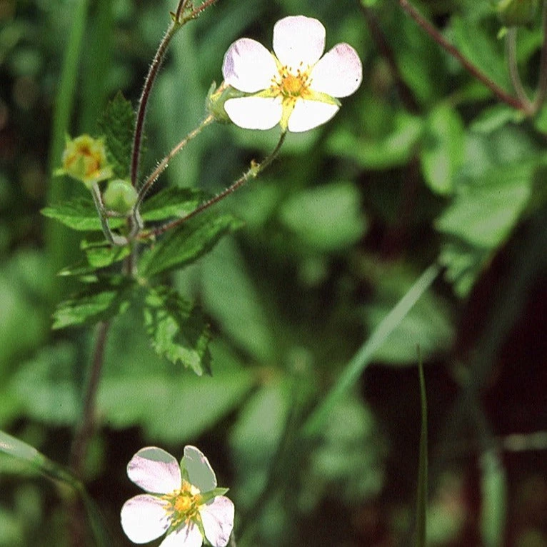 FuturePlanter Felsen-Fingerkraut (Potentilla Rupestris) Alle Pflanzen Im Shop 1 FuturePlanter Felsen-Fingerkraut (Potentilla Rupestris) Alle Pflanzen Im Shop