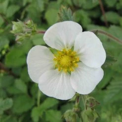 FuturePlanter Felsen-Fingerkraut (Potentilla Rupestris) Alle Pflanzen Im Shop