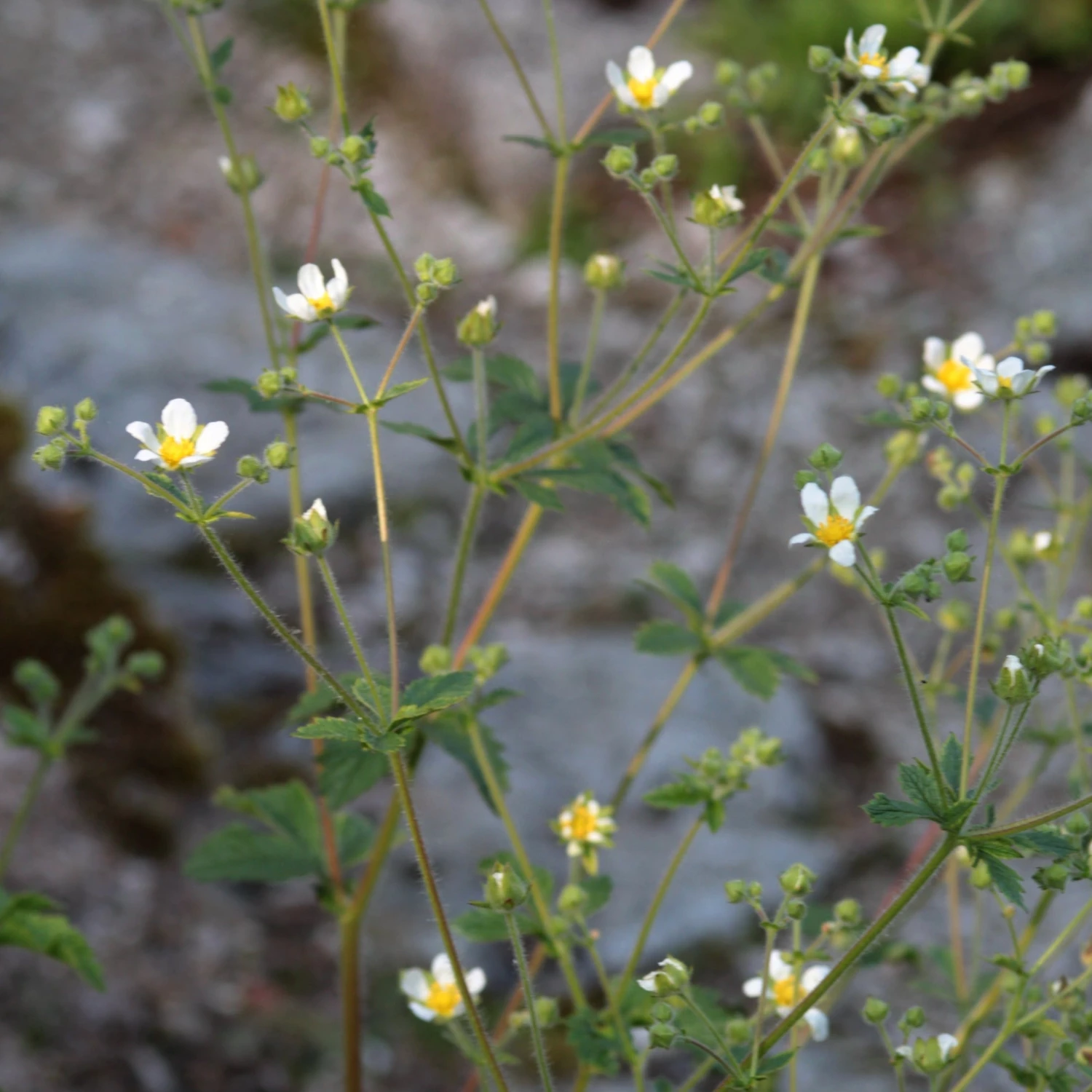 FuturePlanter Felsen-Fingerkraut (Potentilla Rupestris) Alle Pflanzen Im Shop 3 FuturePlanter Felsen-Fingerkraut (Potentilla Rupestris) Alle Pflanzen Im Shop