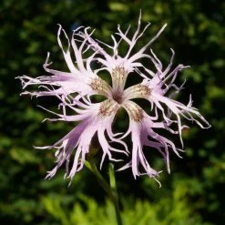 FuturePlanter Alle Pflanzen Im Shop Pracht-Nelke (Dianthus Superbus)