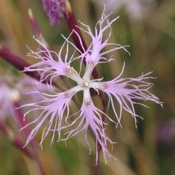 FuturePlanter Alle Pflanzen Im Shop Pracht-Nelke (Dianthus Superbus)