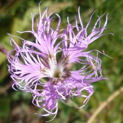FuturePlanter Alle Pflanzen Im Shop Pracht-Nelke (Dianthus Superbus)