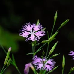 FuturePlanter Alle Pflanzen Im Shop Pracht-Nelke (Dianthus Superbus)
