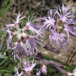 FuturePlanter Alle Pflanzen Im Shop Pracht-Nelke (Dianthus Superbus)