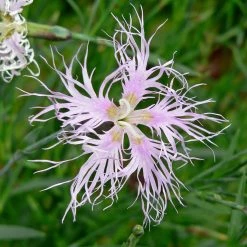 FuturePlanter Alle Pflanzen Im Shop Pracht-Nelke (Dianthus Superbus)
