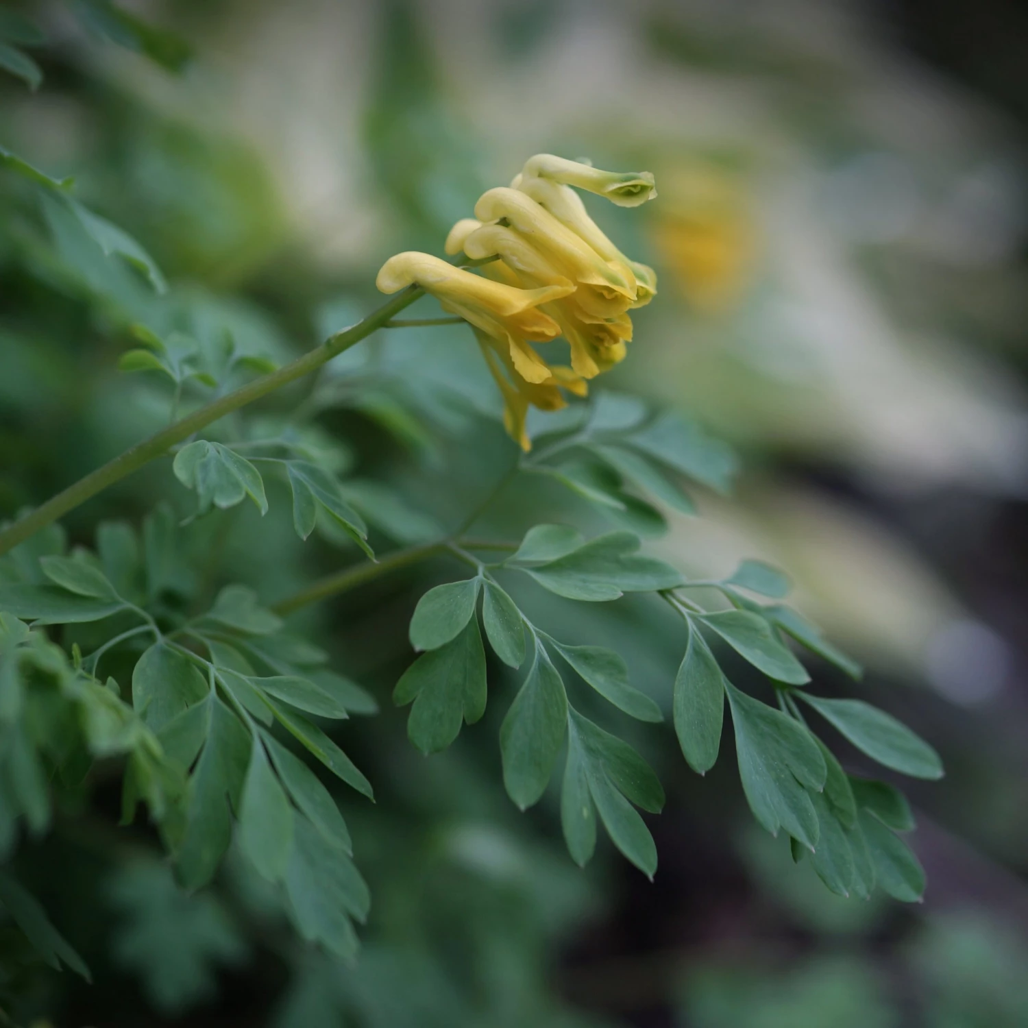 FuturePlanter Gelber Lerchensporn (Corydalis Lutea) Alle Pflanzen Im Shop 7 FuturePlanter Gelber Lerchensporn (Corydalis Lutea) Alle Pflanzen Im Shop