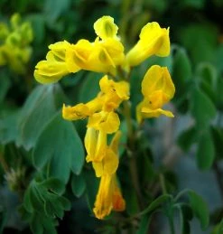 FuturePlanter Gelber Lerchensporn (Corydalis Lutea) Alle Pflanzen Im Shop 10 FuturePlanter Gelber Lerchensporn (Corydalis Lutea) Alle Pflanzen Im Shop