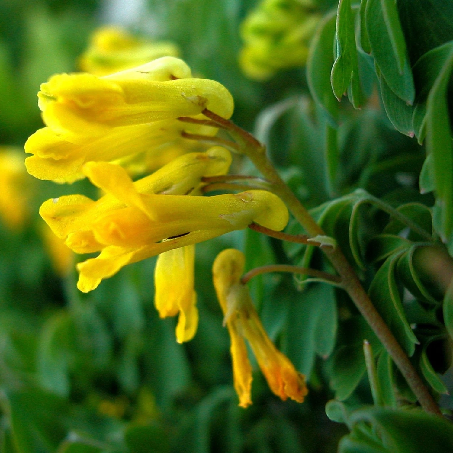 FuturePlanter Gelber Lerchensporn (Corydalis Lutea) Alle Pflanzen Im Shop 2 FuturePlanter Gelber Lerchensporn (Corydalis Lutea) Alle Pflanzen Im Shop