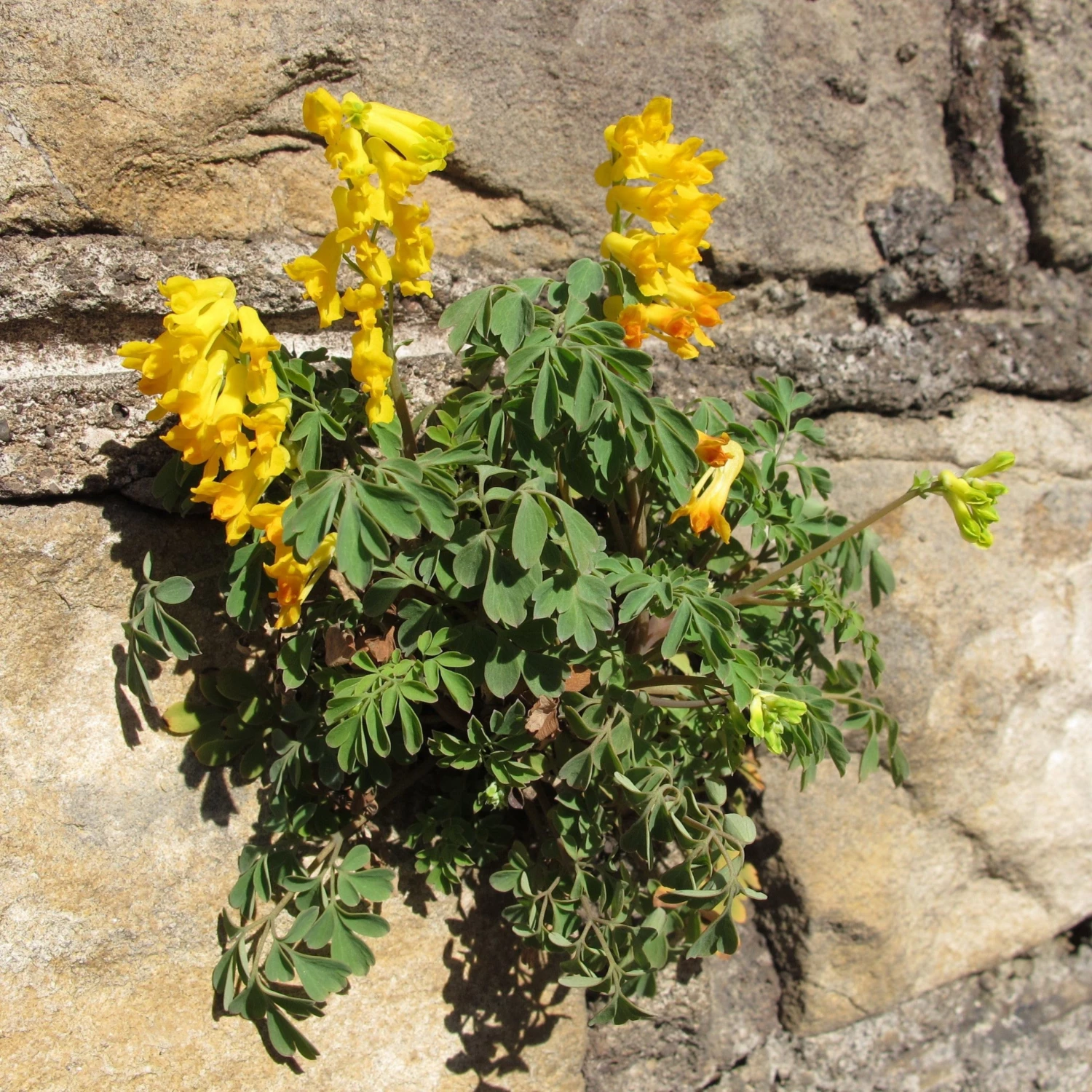 FuturePlanter Gelber Lerchensporn (Corydalis Lutea) Alle Pflanzen Im Shop 6 FuturePlanter Gelber Lerchensporn (Corydalis Lutea) Alle Pflanzen Im Shop