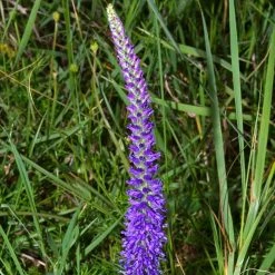 FuturePlanter Ähriger Ehrenpreis (Pseudolysimachion Spicatum) 13 FuturePlanter Ähriger Ehrenpreis (Pseudolysimachion Spicatum)
