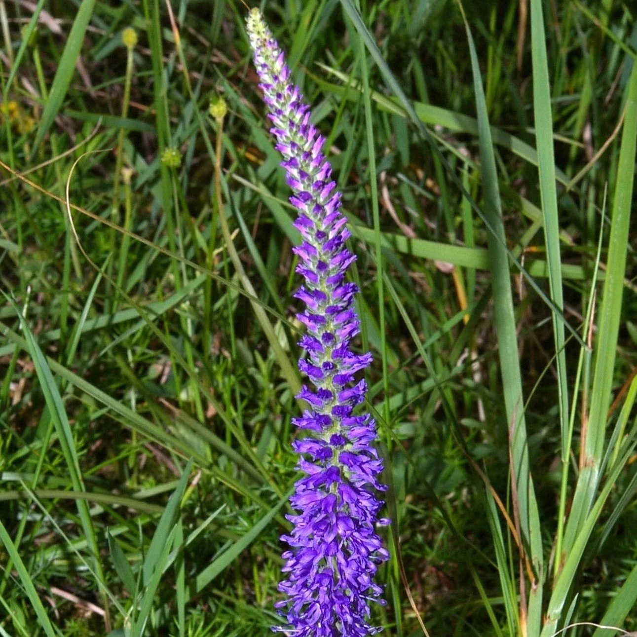 FuturePlanter Ähriger Ehrenpreis (Pseudolysimachion Spicatum) 6 FuturePlanter Ähriger Ehrenpreis (Pseudolysimachion Spicatum)