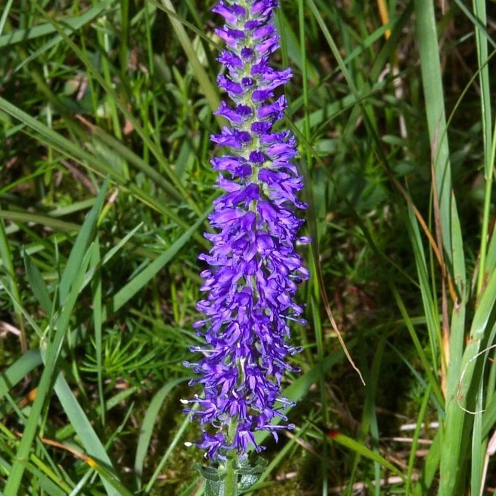 FuturePlanter Ähriger Ehrenpreis (Pseudolysimachion Spicatum) 5 FuturePlanter Ähriger Ehrenpreis (Pseudolysimachion Spicatum)