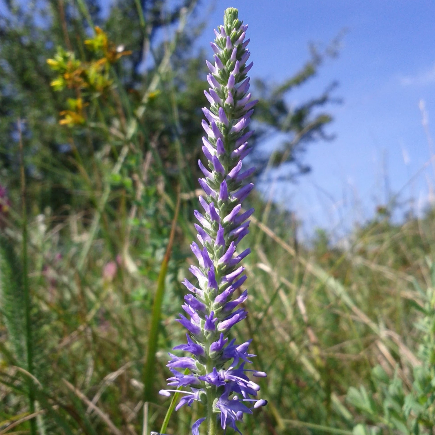 FuturePlanter Ähriger Ehrenpreis (Pseudolysimachion Spicatum) 7 FuturePlanter Ähriger Ehrenpreis (Pseudolysimachion Spicatum)