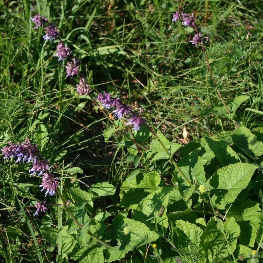 FuturePlanter Quirliger Salbei (Salvia Verticillata) Alle Pflanzen Im Shop 4 FuturePlanter Quirliger Salbei (Salvia Verticillata) Alle Pflanzen Im Shop