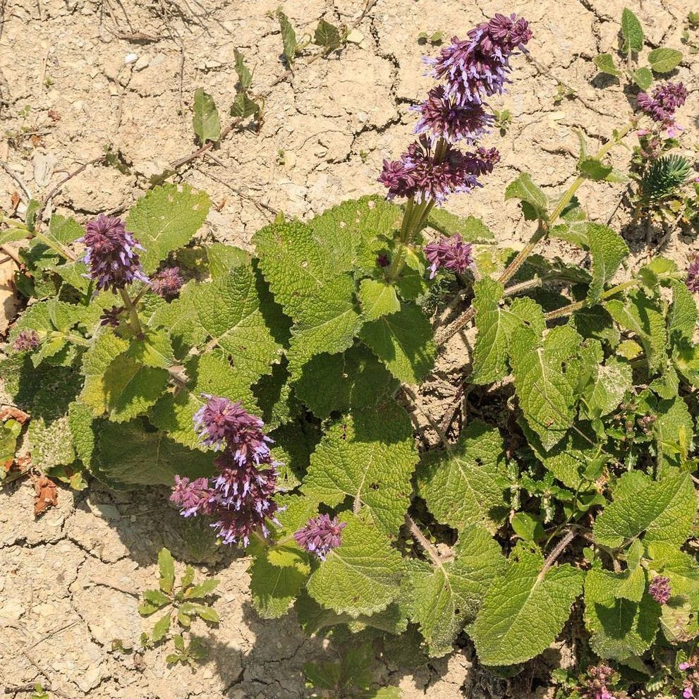 FuturePlanter Quirliger Salbei (Salvia Verticillata) Alle Pflanzen Im Shop 5 FuturePlanter Quirliger Salbei (Salvia Verticillata) Alle Pflanzen Im Shop